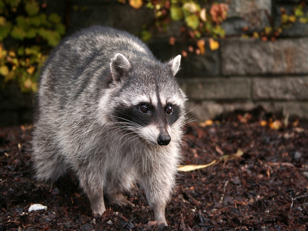 Get Rid of Raccoons in Your Backyard in 48 Hours or It's FREE!