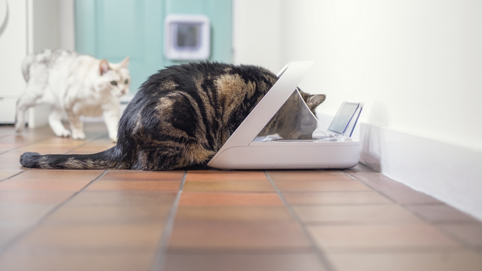 The Best Automatic Pet Feeder of 2019 – Here Is Our Top Pick and Why We