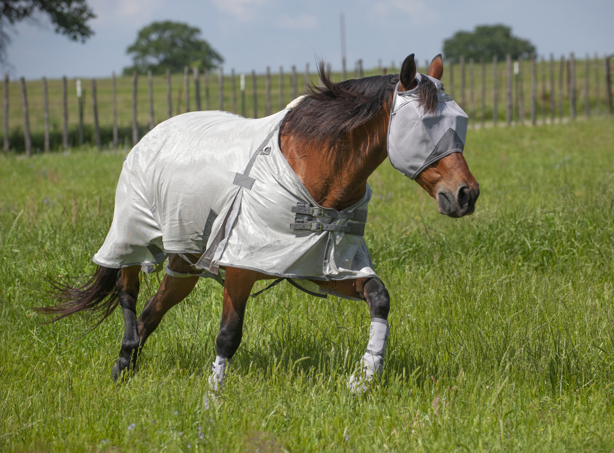 how-to-choose-the-best-fly-boots-for-horses